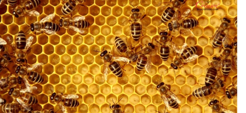 benefits of honey in holy quran