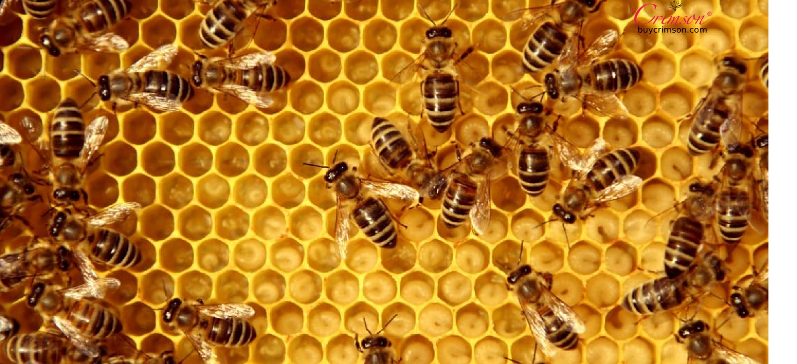 Benefits of Honey In Holy Quran and Ahadith