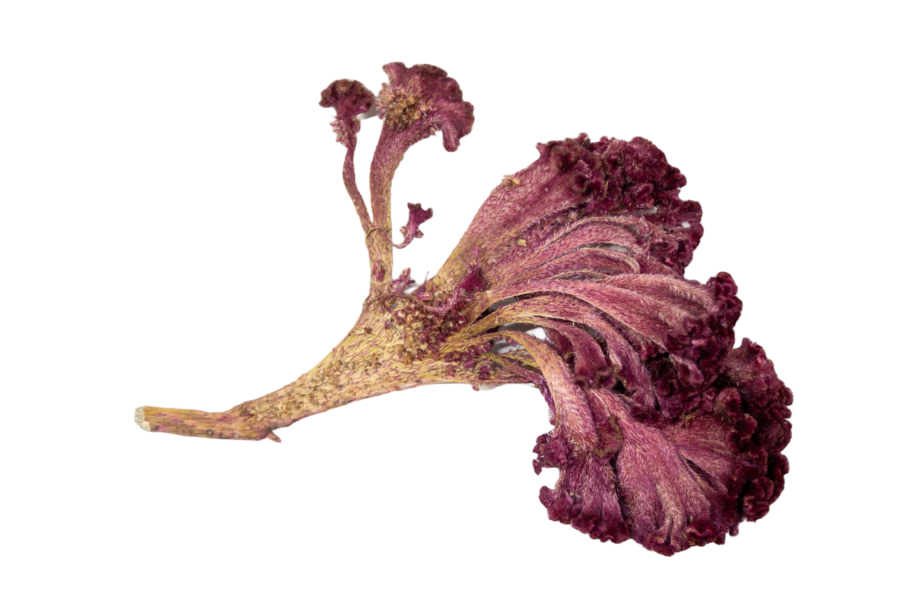 cockscomb flower